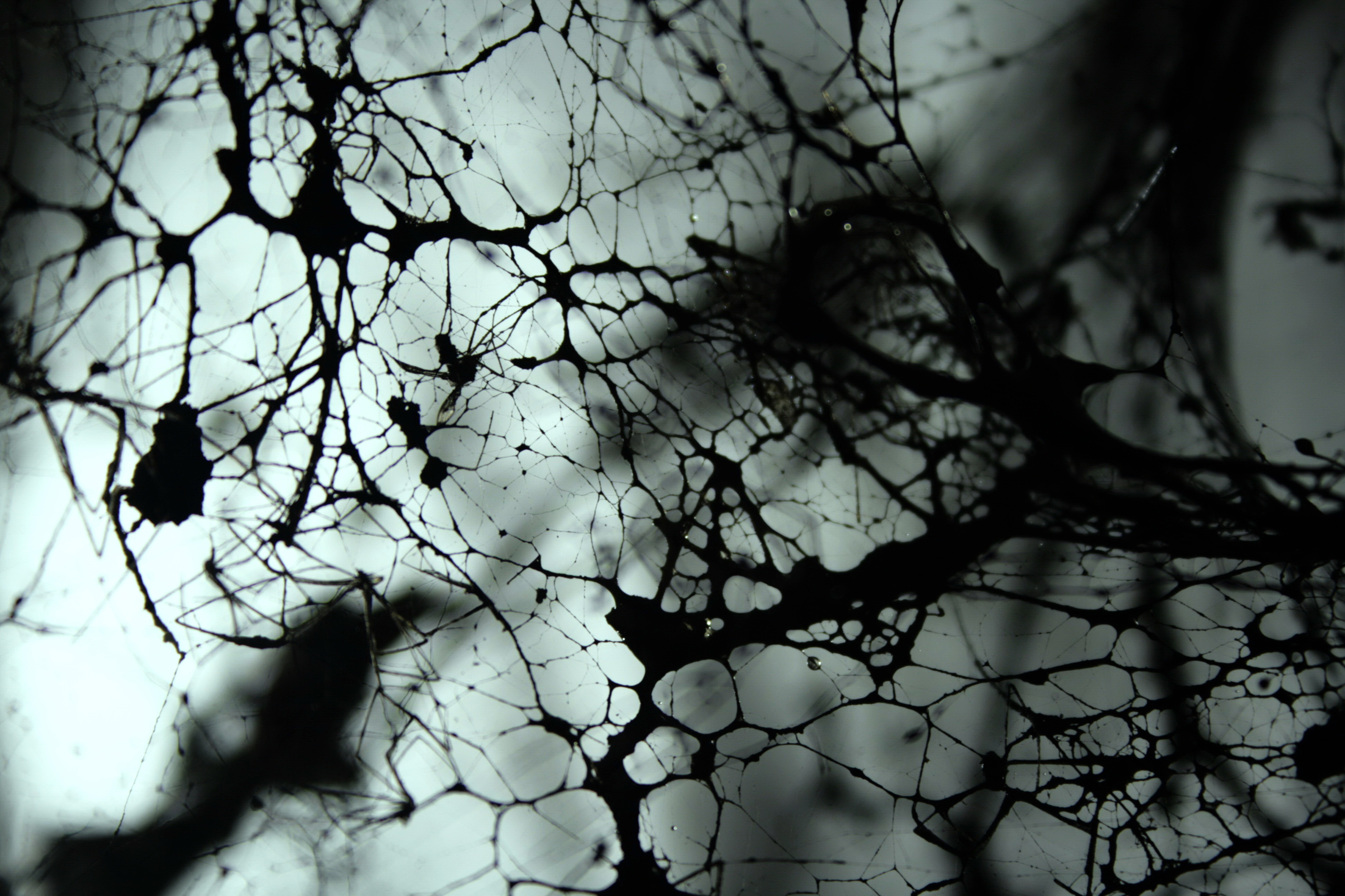 Cobweb in the shadows giving it a black outline on a dimly lit background.